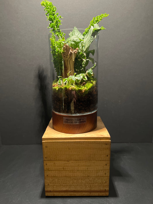 Terrarium #49
