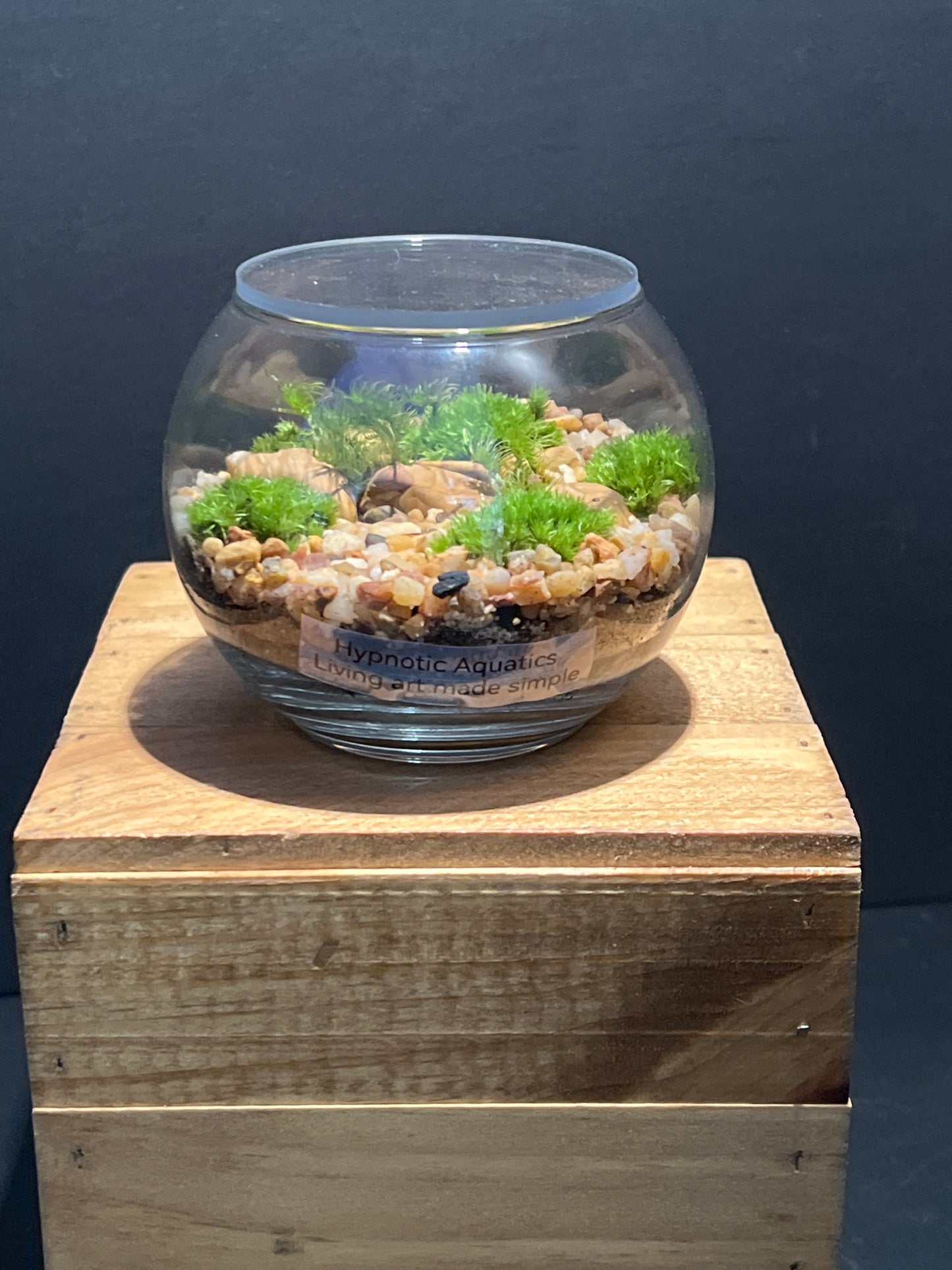 Terrarium #155