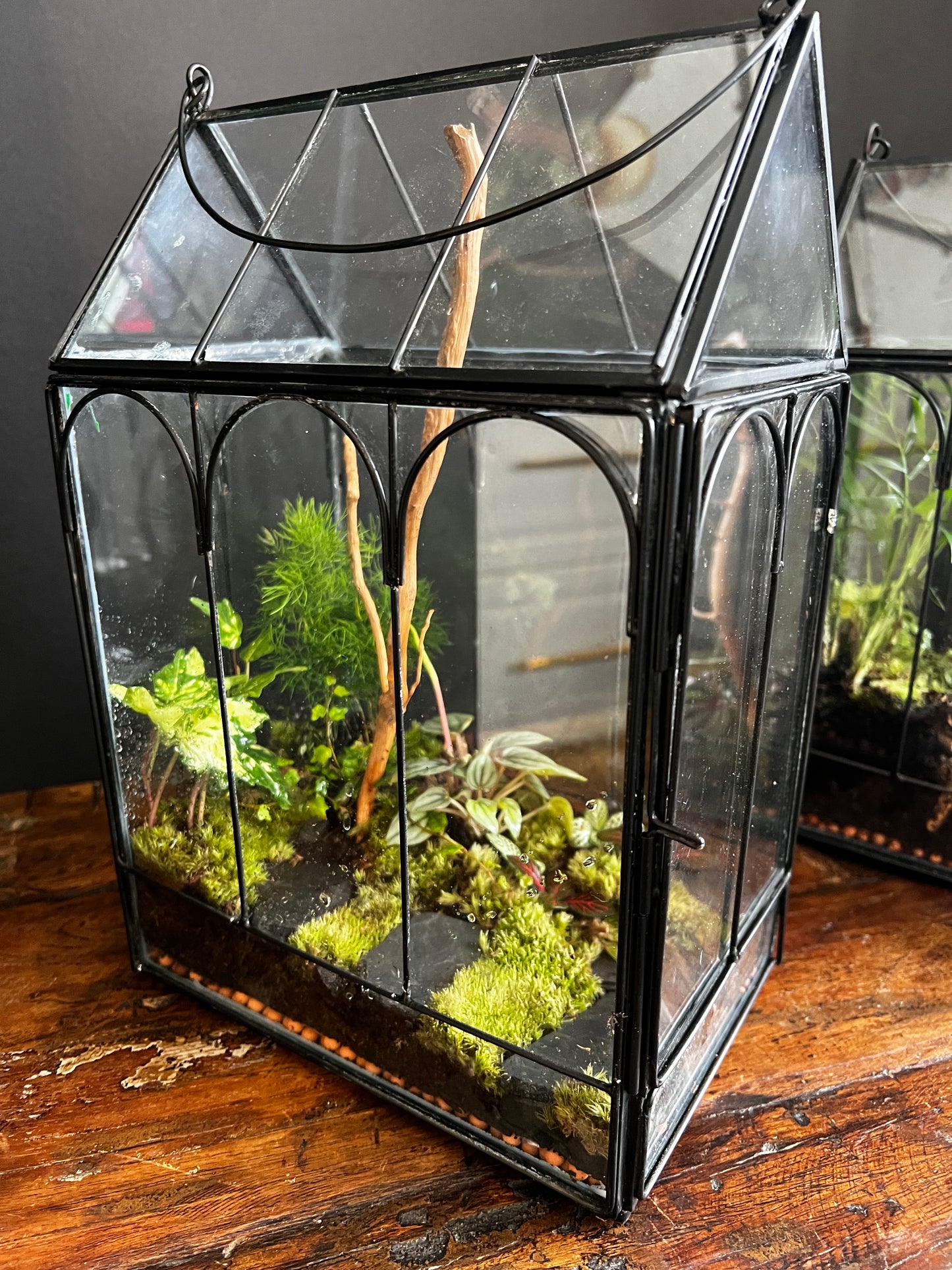 Terrarium 867