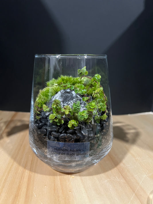 Terrarium 802