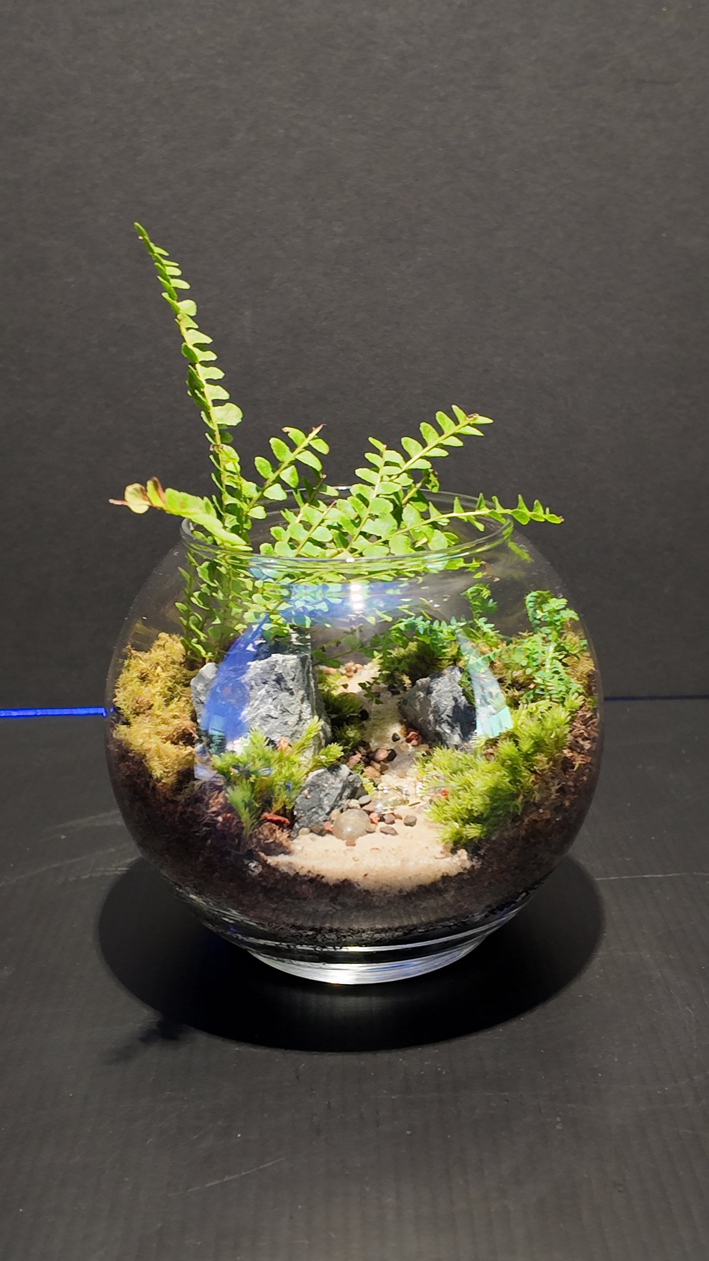 Terrarium #36