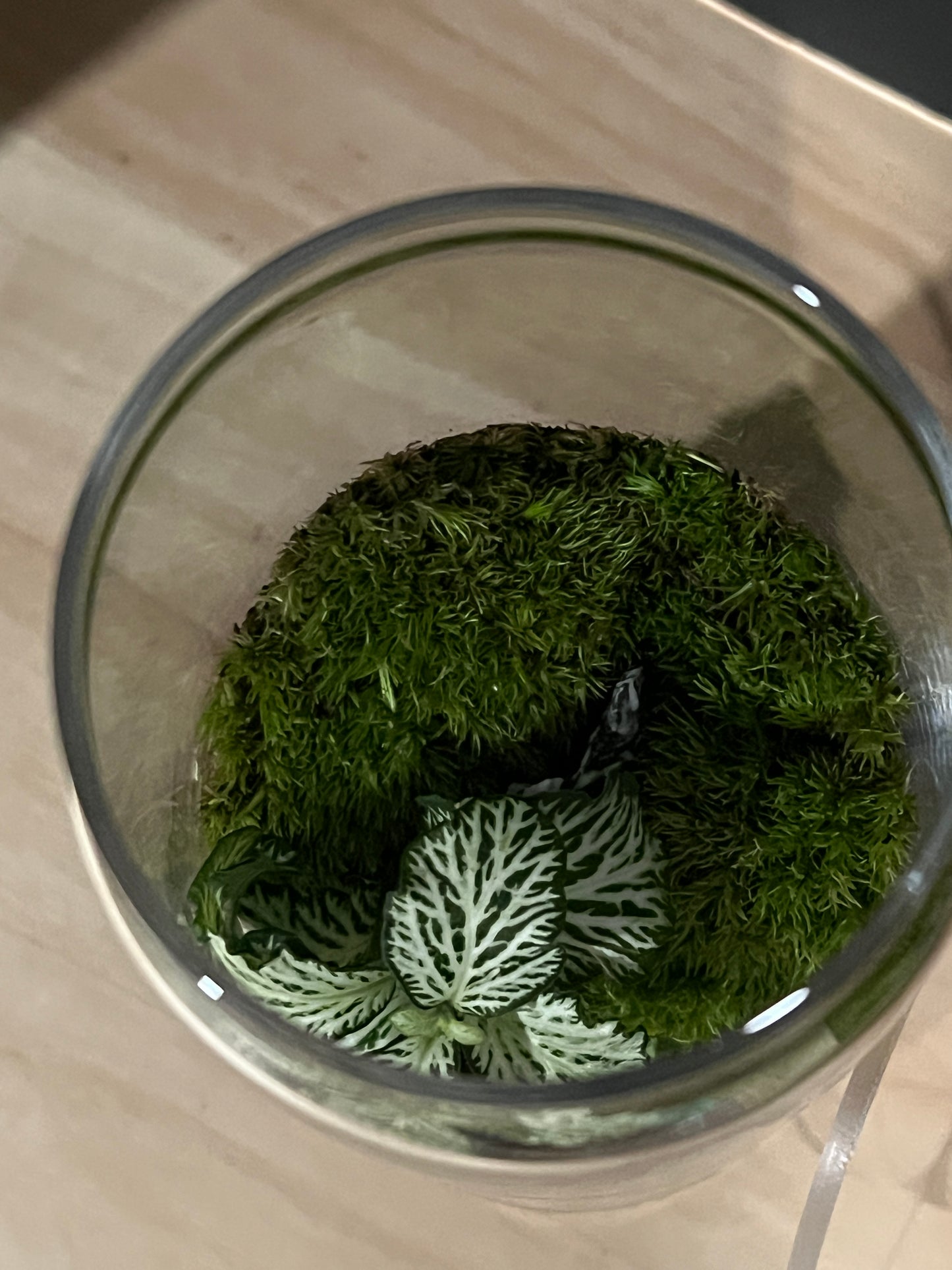 Terrarium 808