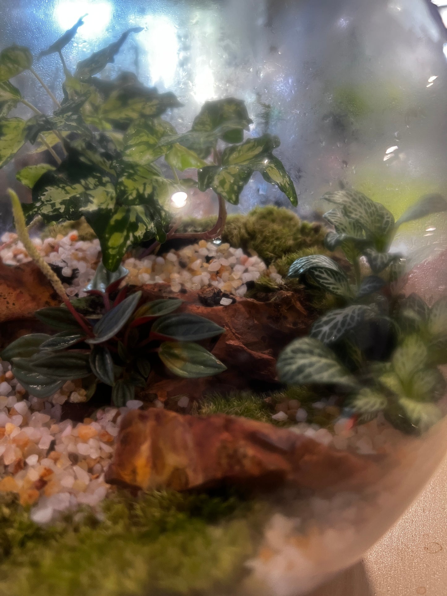 Terrarium 828