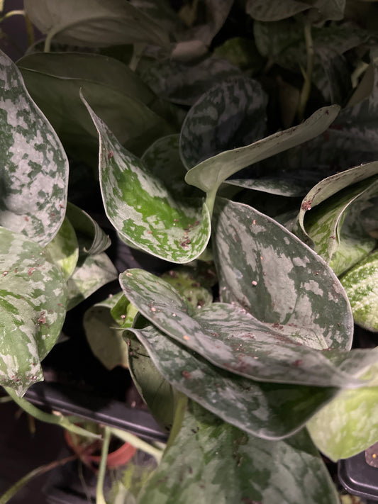 Live Plants: 4” Silver Splash Pothos