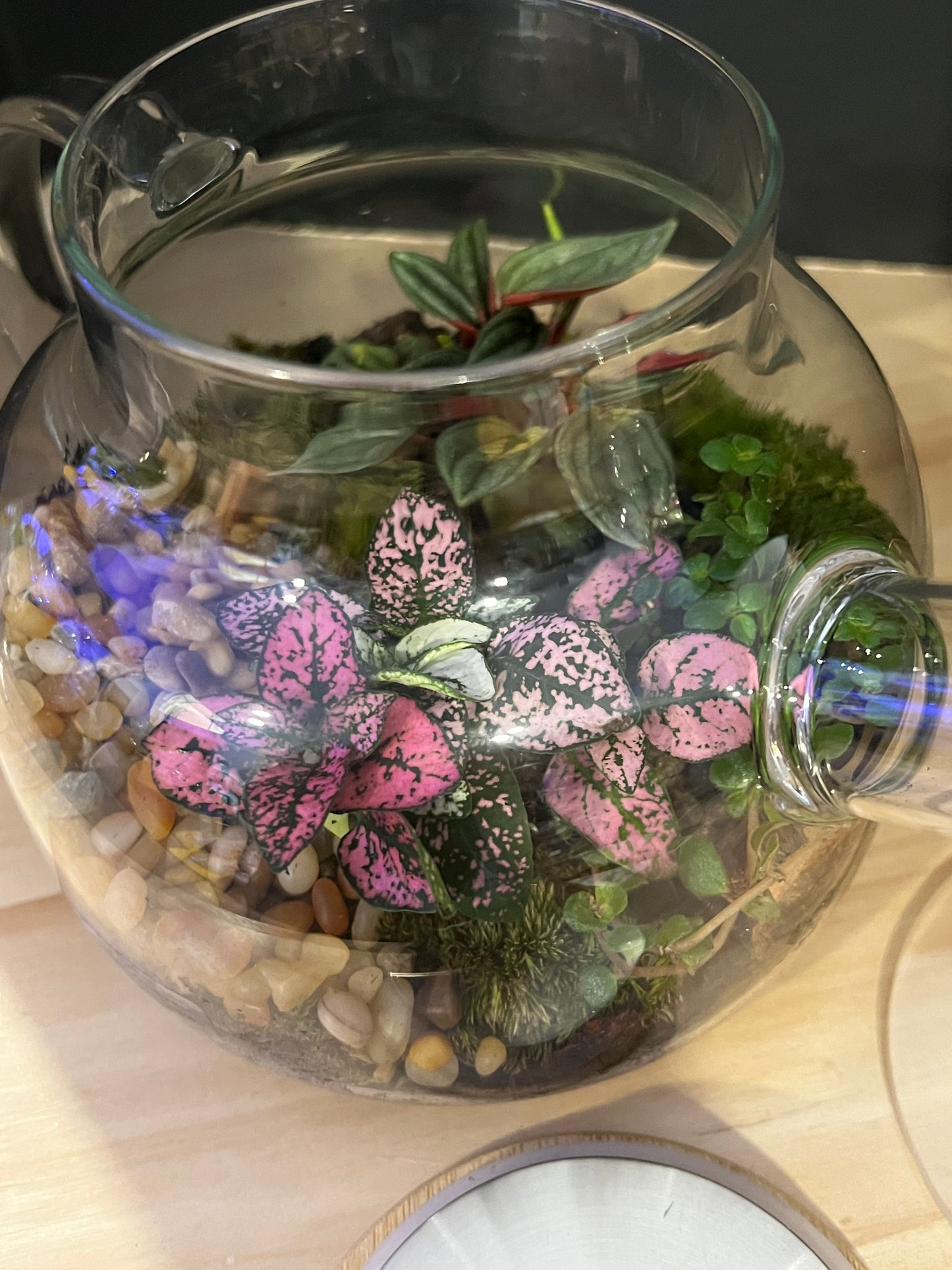 Terrarium 825