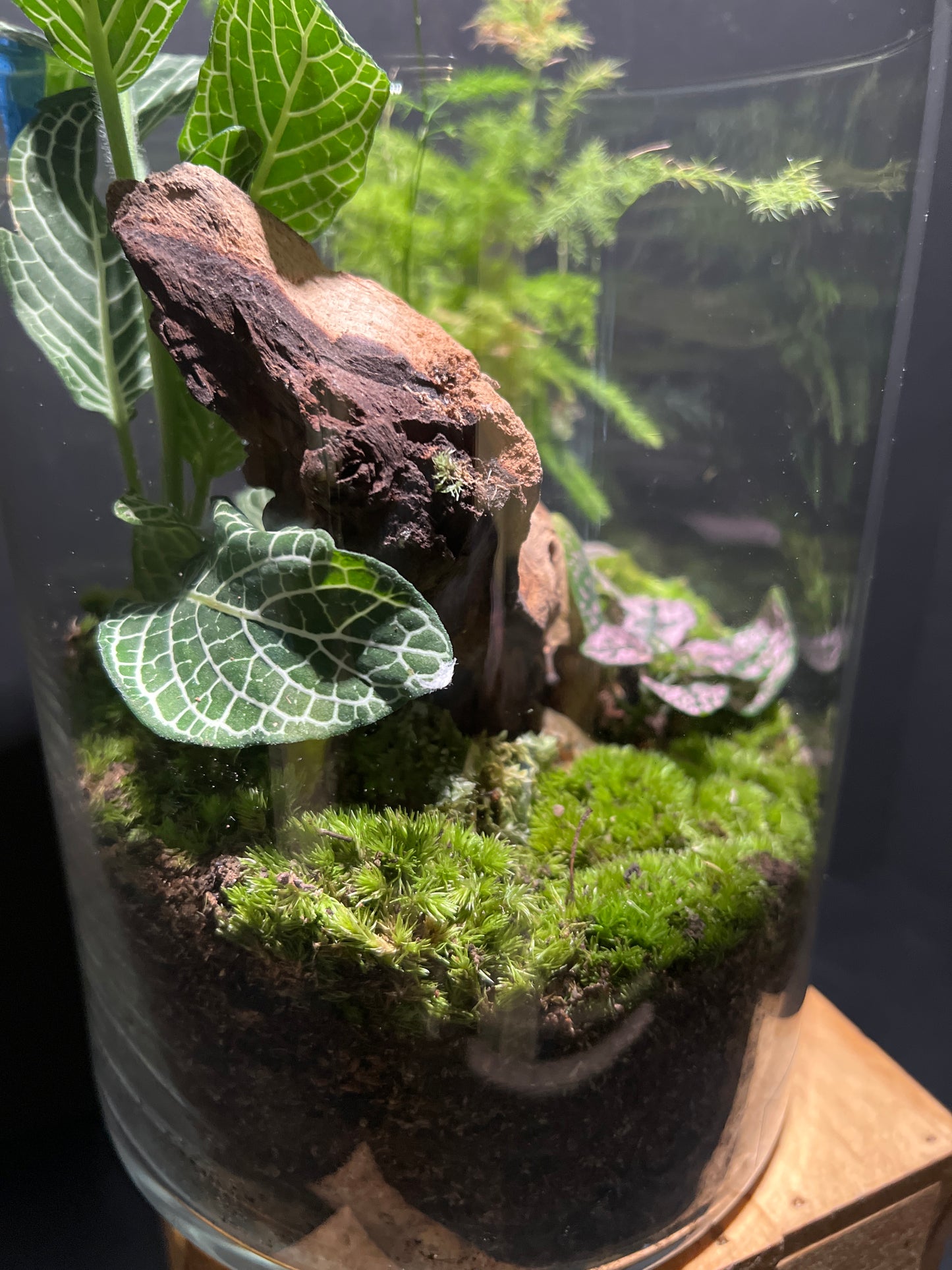 Terrarium #64