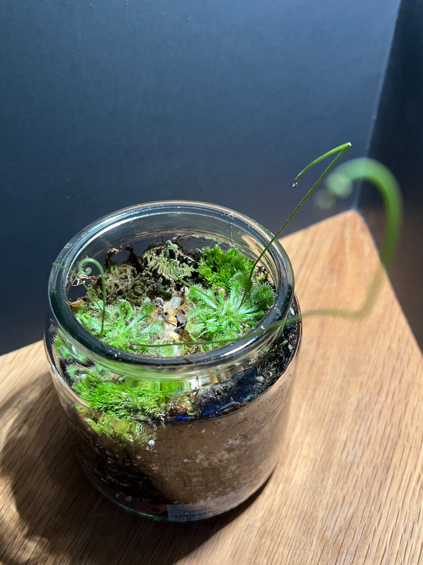 Terrarium 521