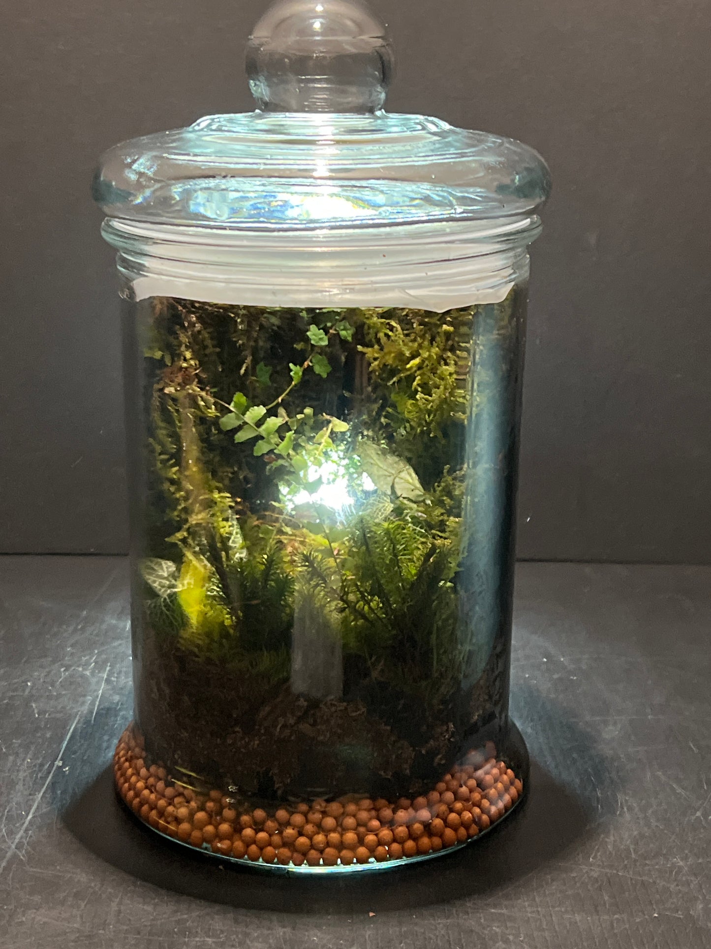 Terrarium #165