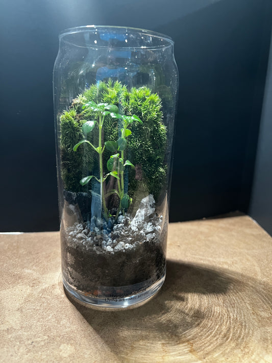Terrarium 848
