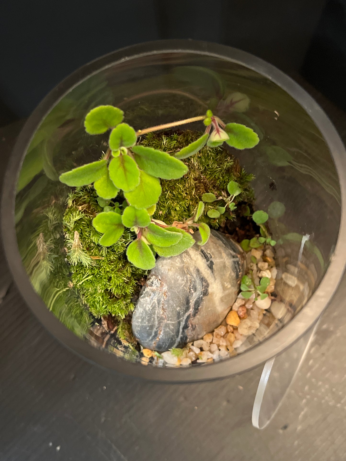 Terrarium 683
