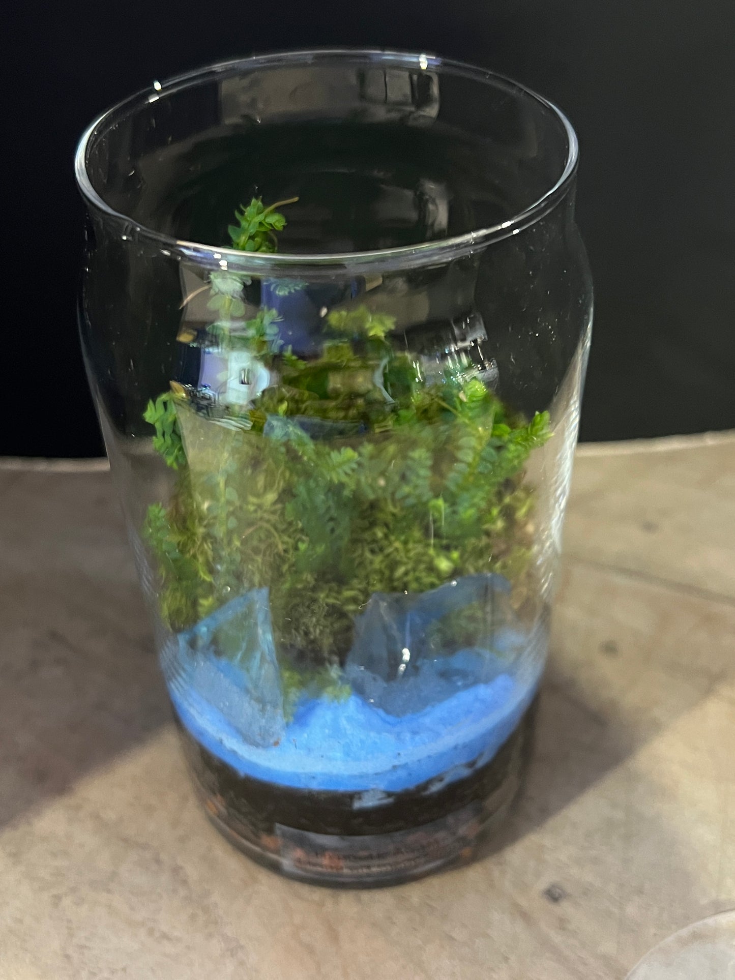 Terrarium 888
