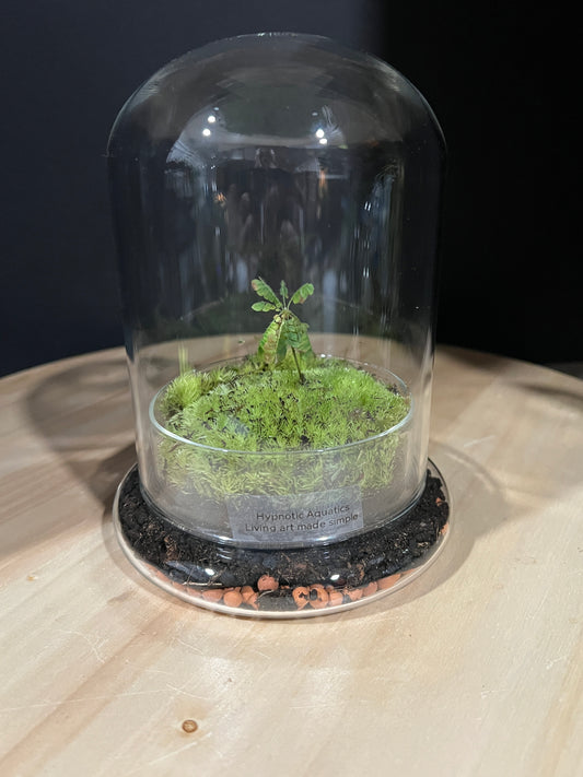 Terrarium 971