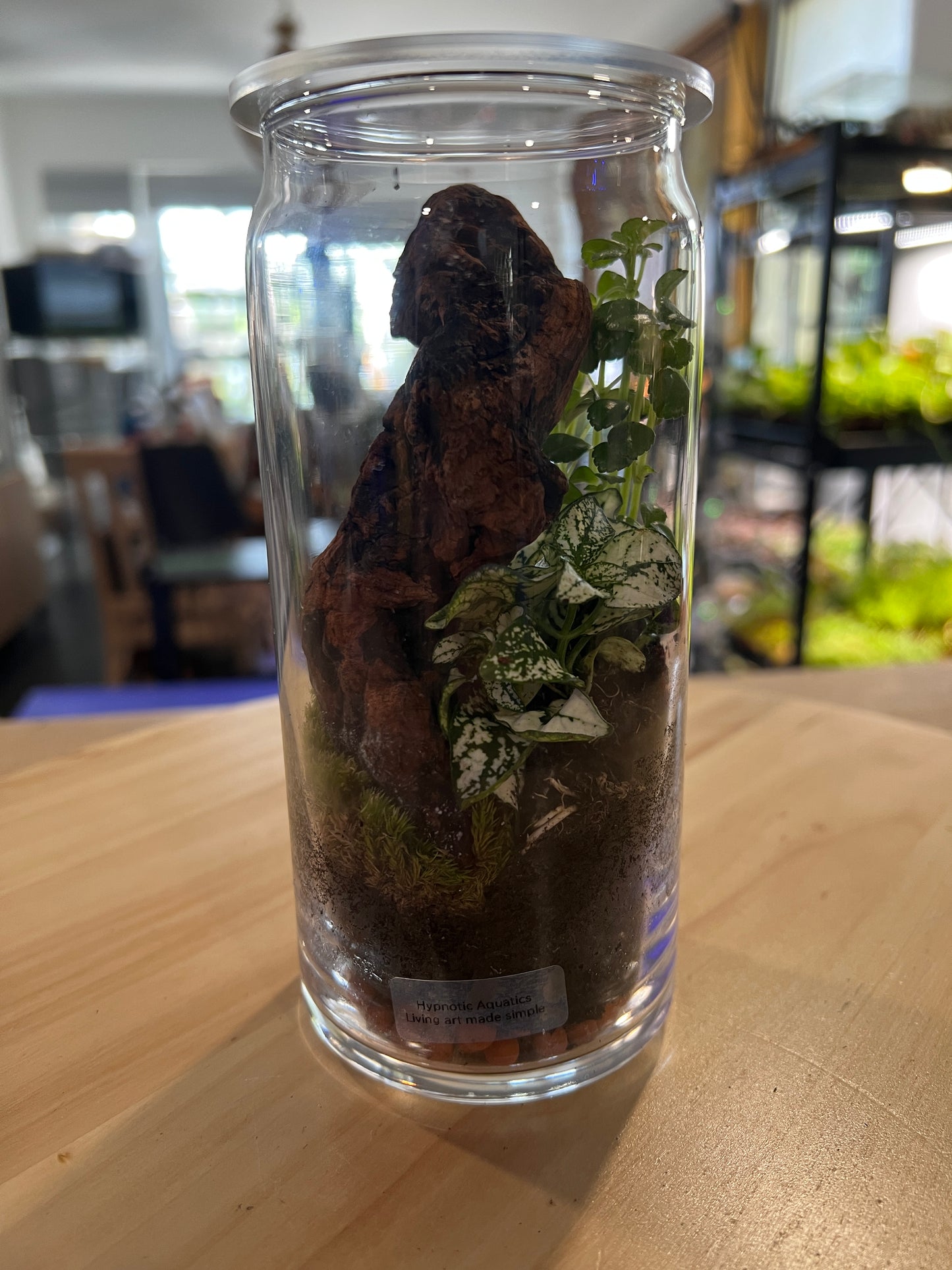 Terrarium 836