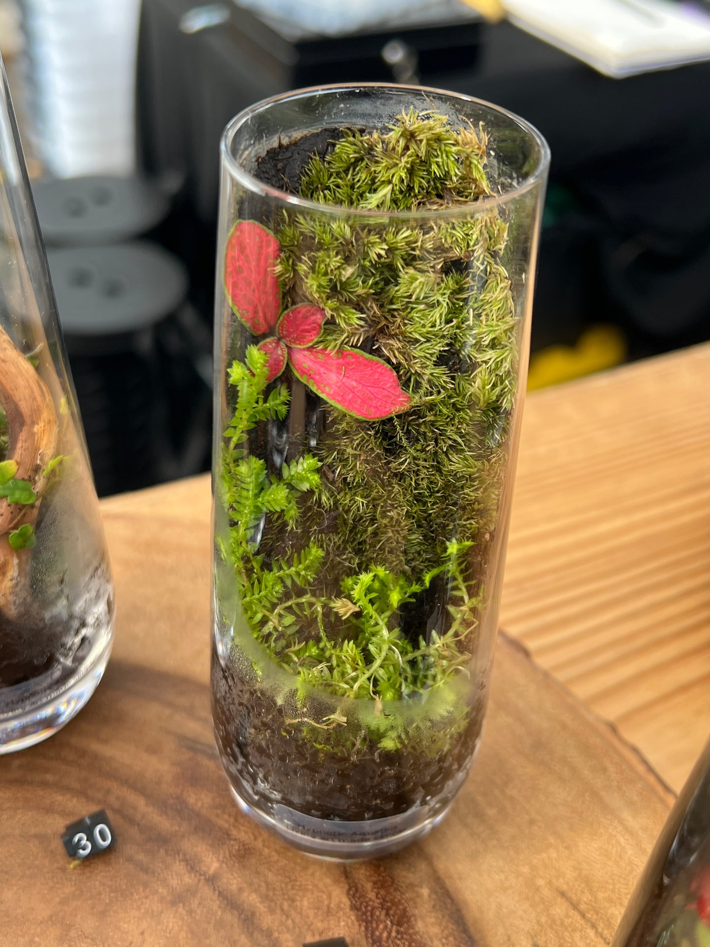 Terrarium 863