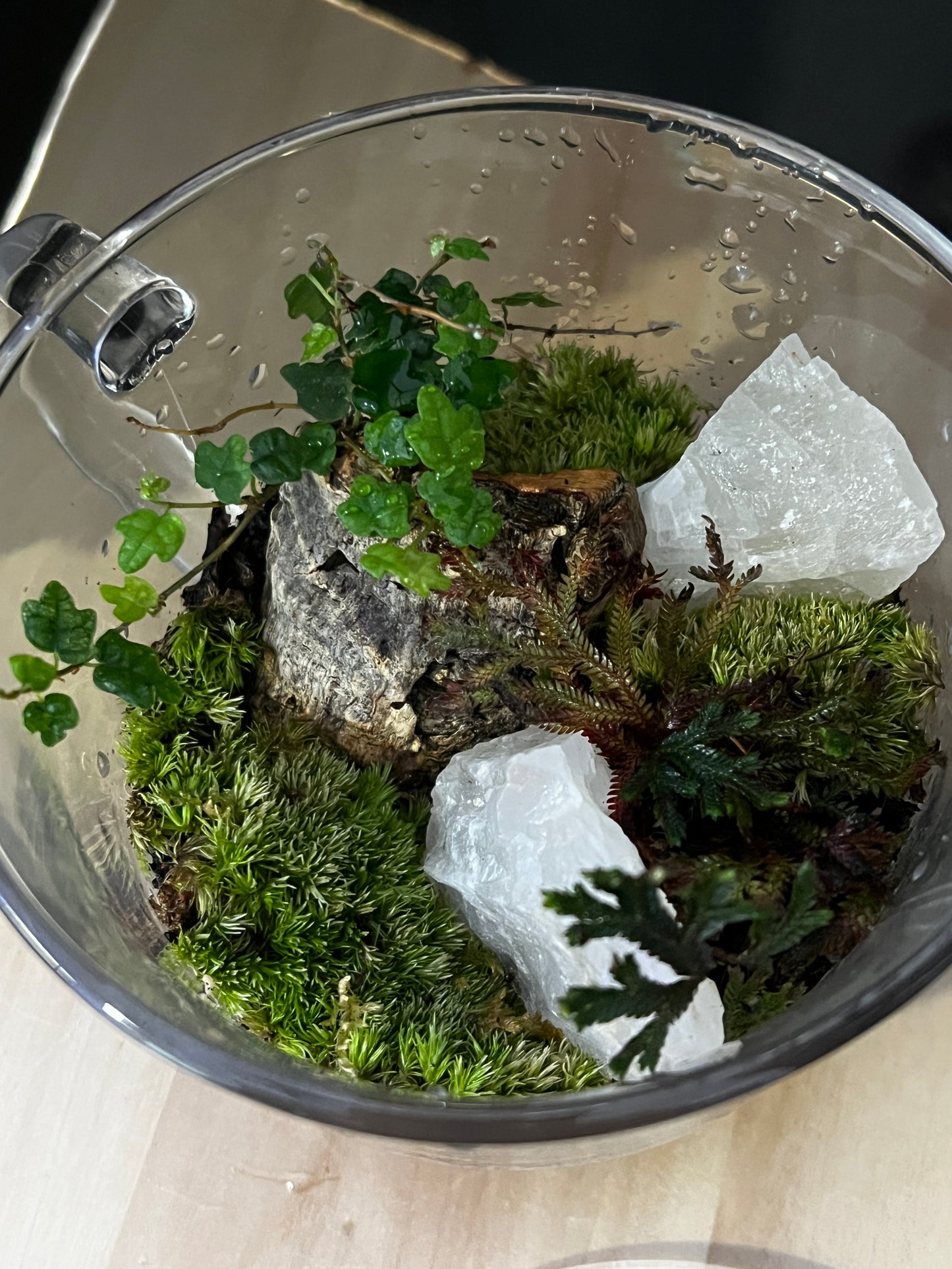 Terrarium 819