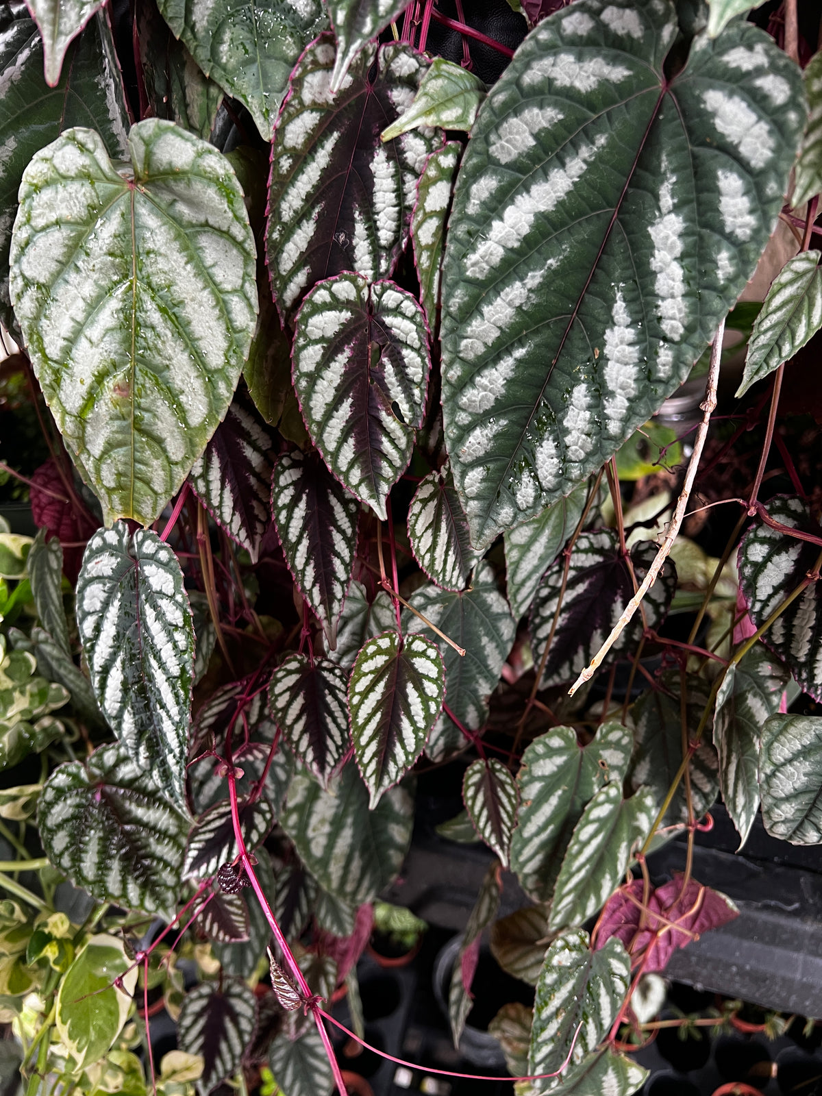 Live Plants: Rex Begonia Vine