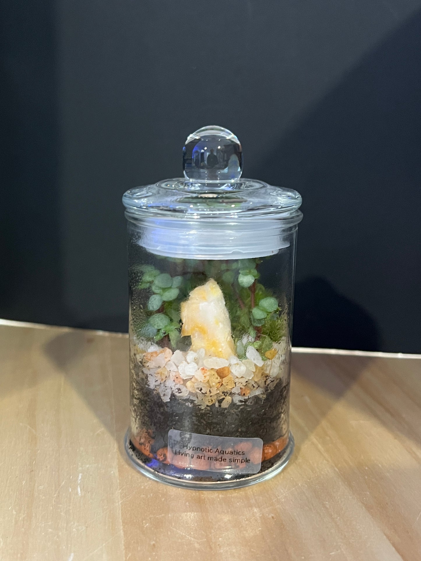 Terrarium 817