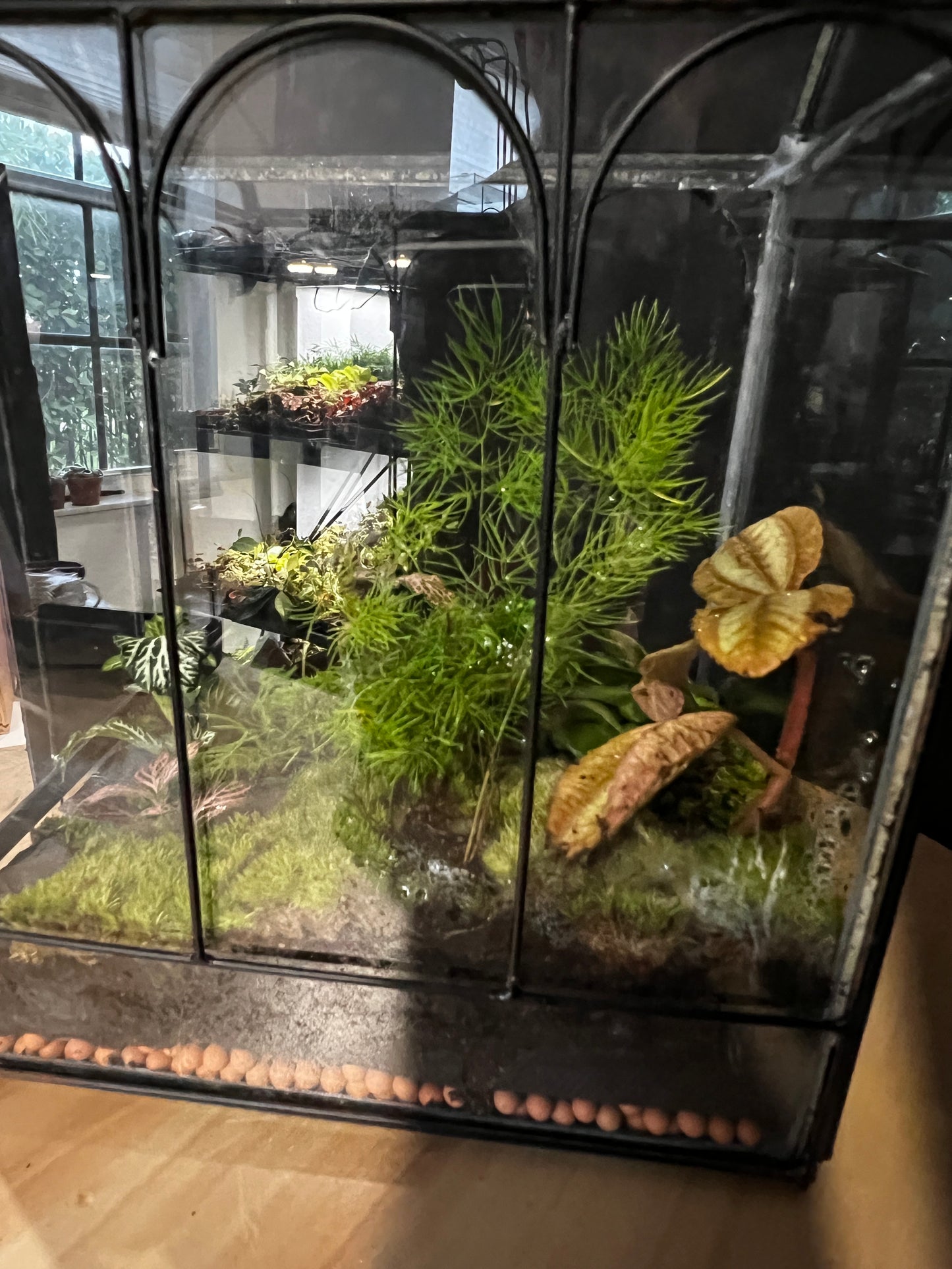Terrarium 873