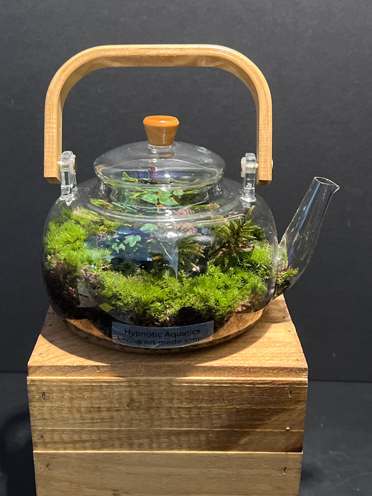 Terrarium #143