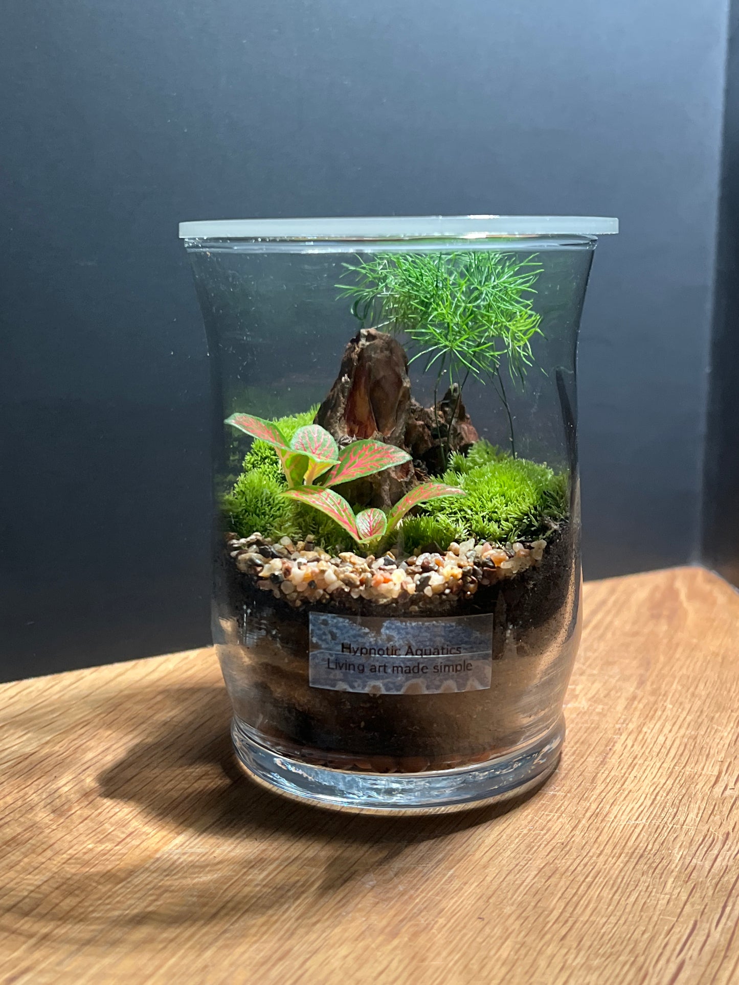 Terrarium 519