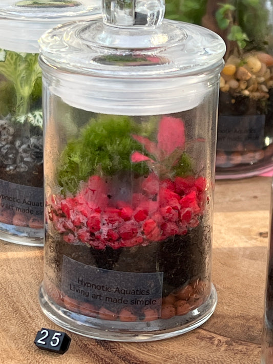 Terrarium 844