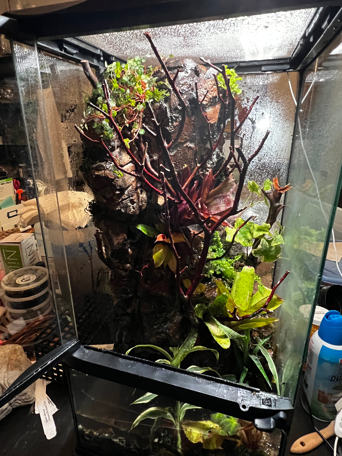 Paludarium 12x12x24