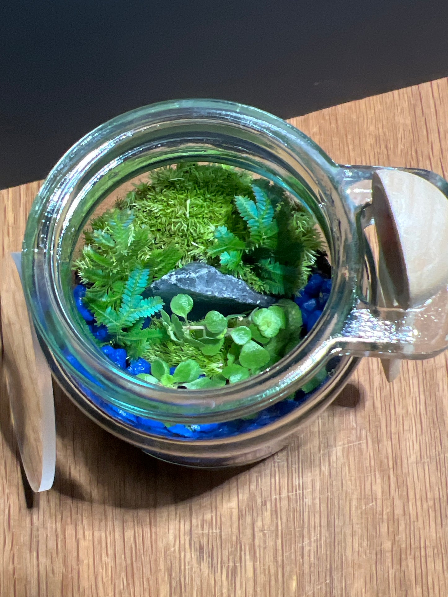 Terrarium 510