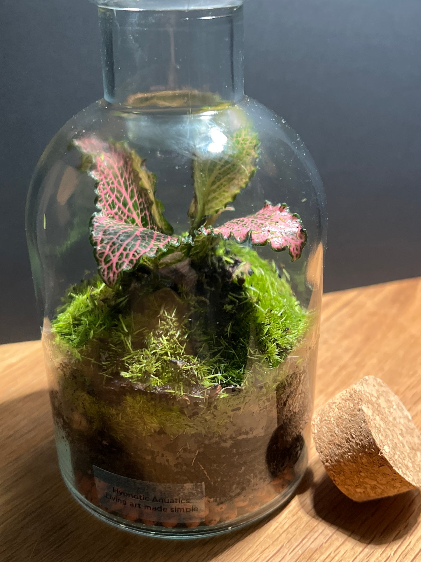 Terrarium 532