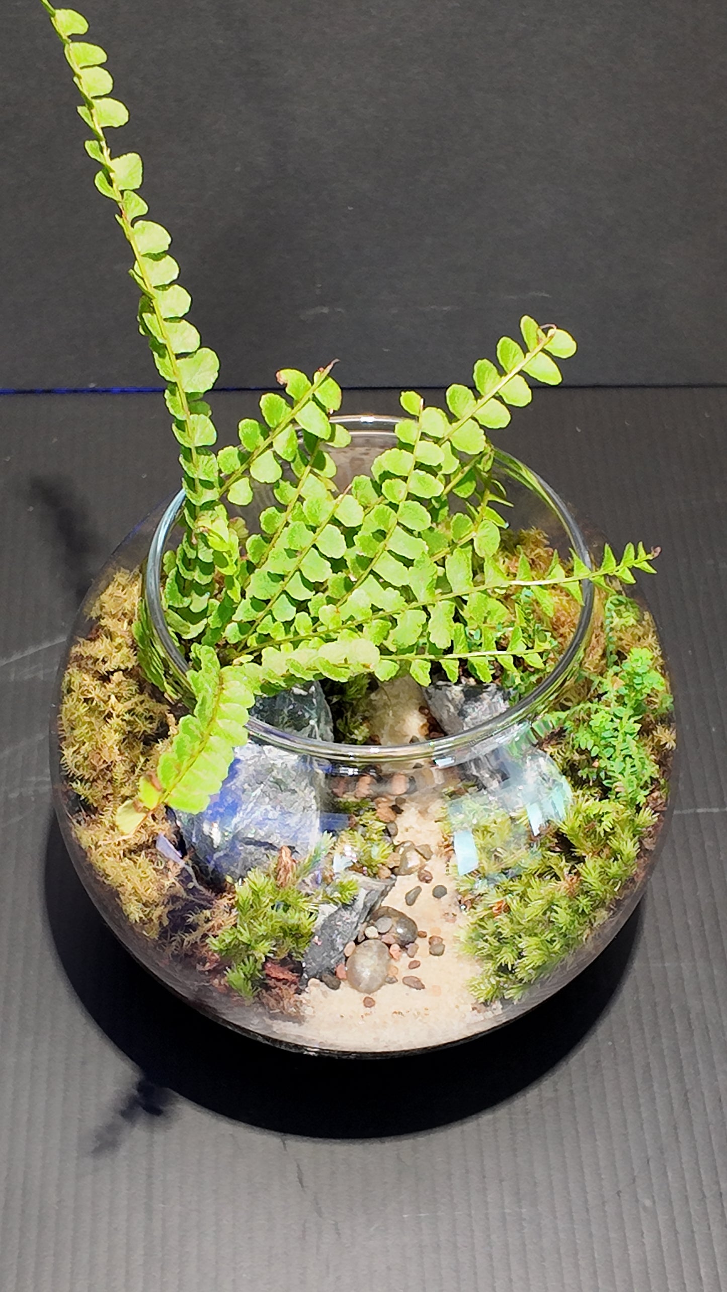 Terrarium #36