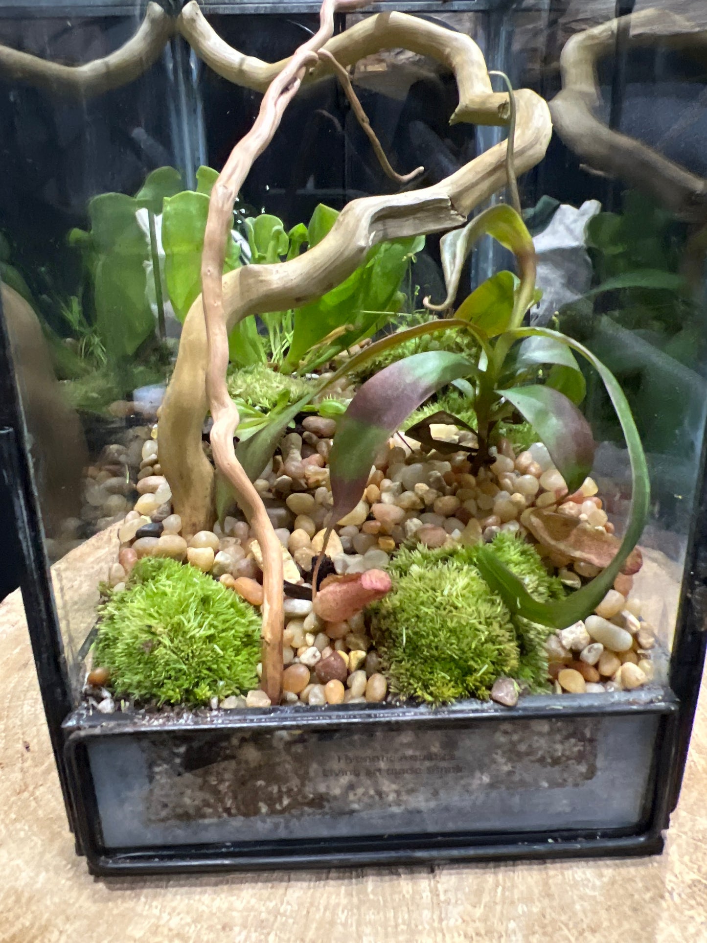 Terrarium 640