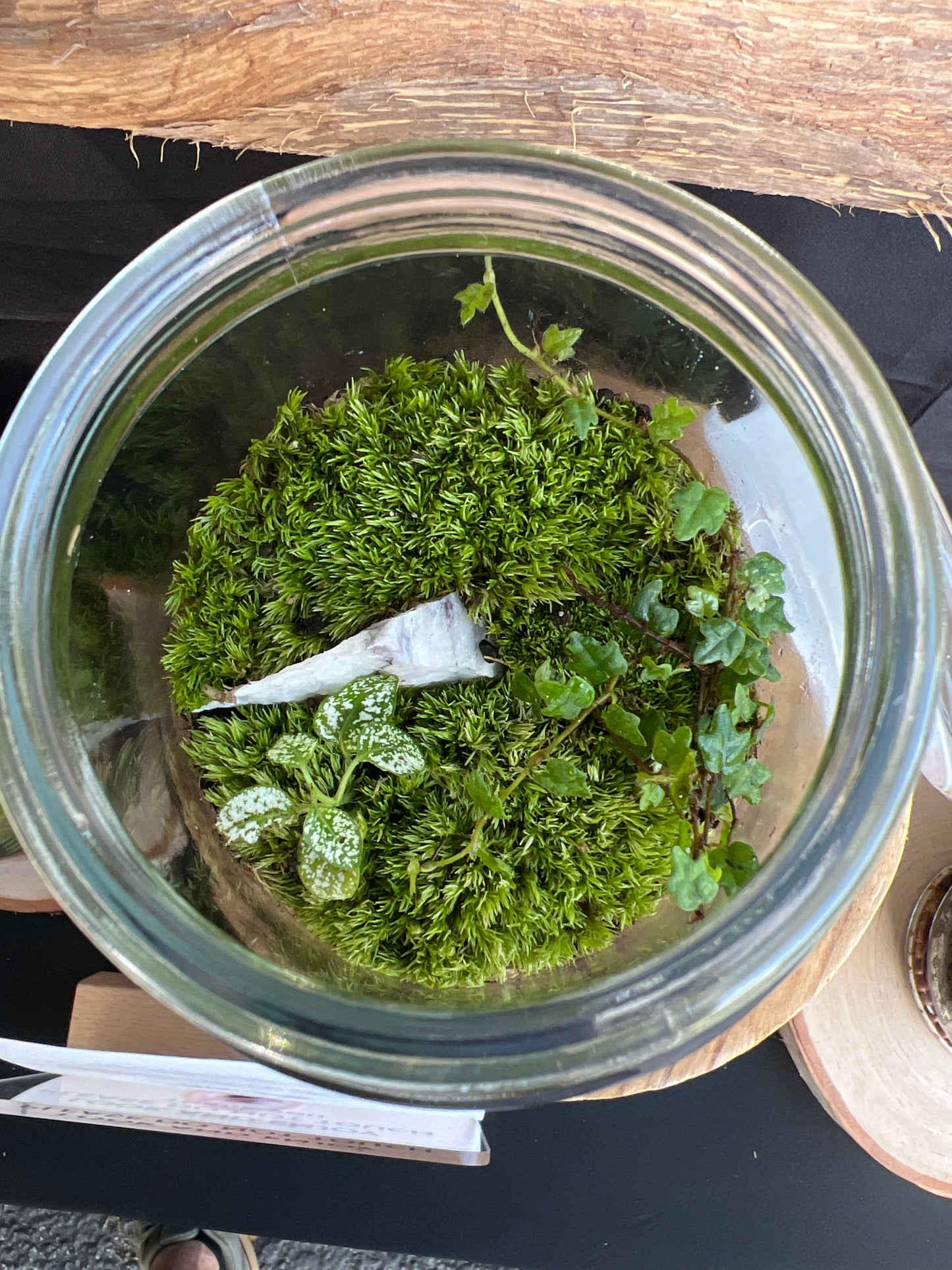 Terrarium 776