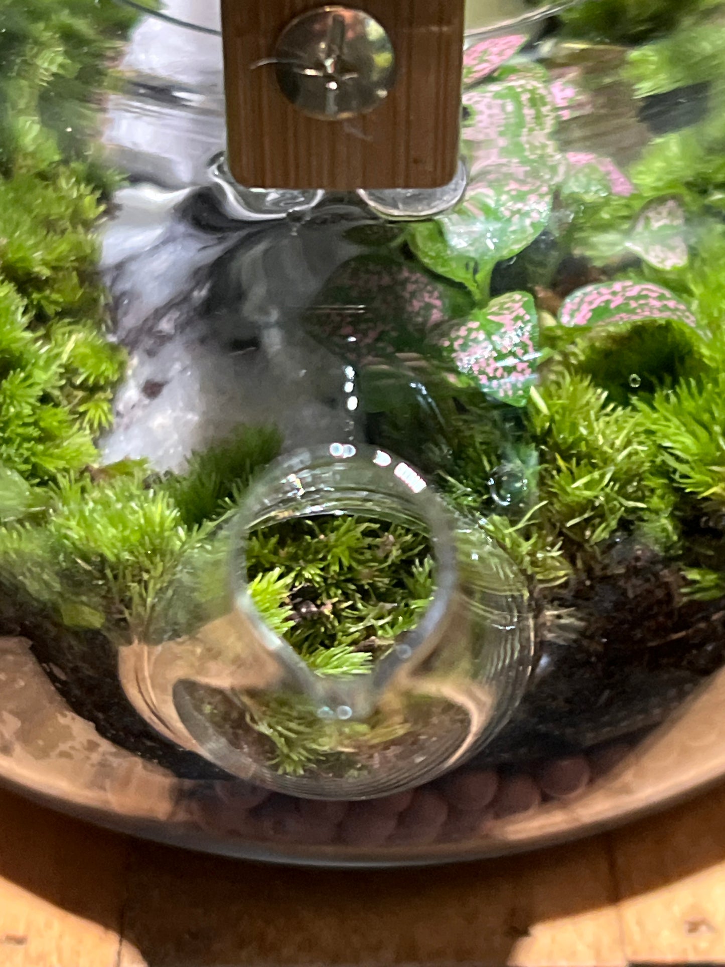 Terrarium #79