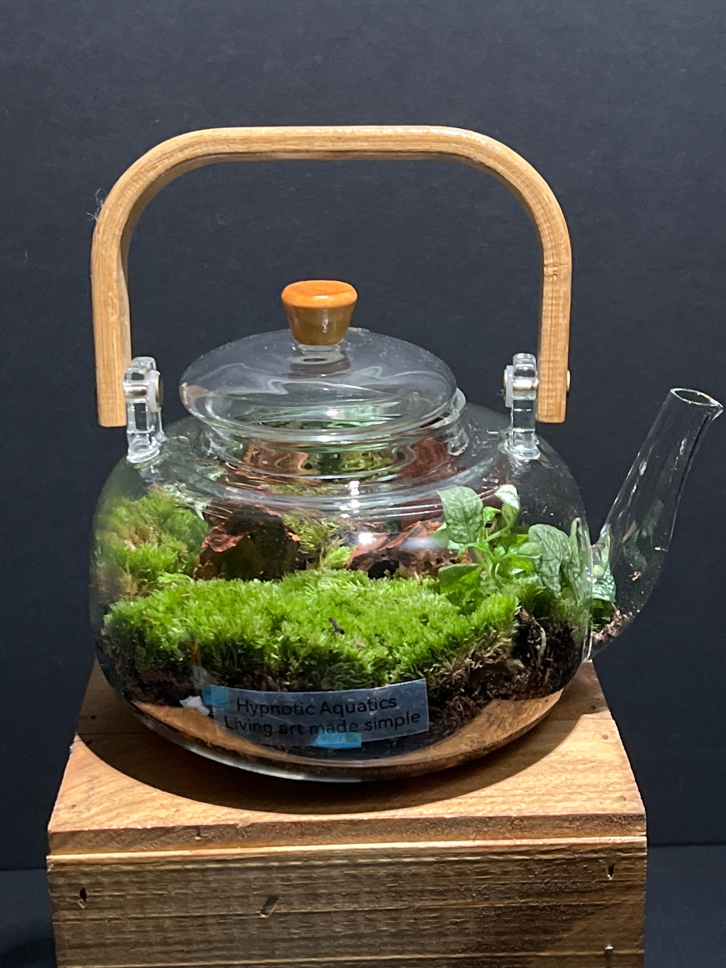 Terrarium 189