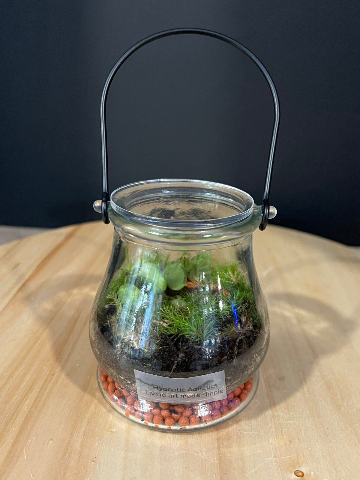 Terrarium 981