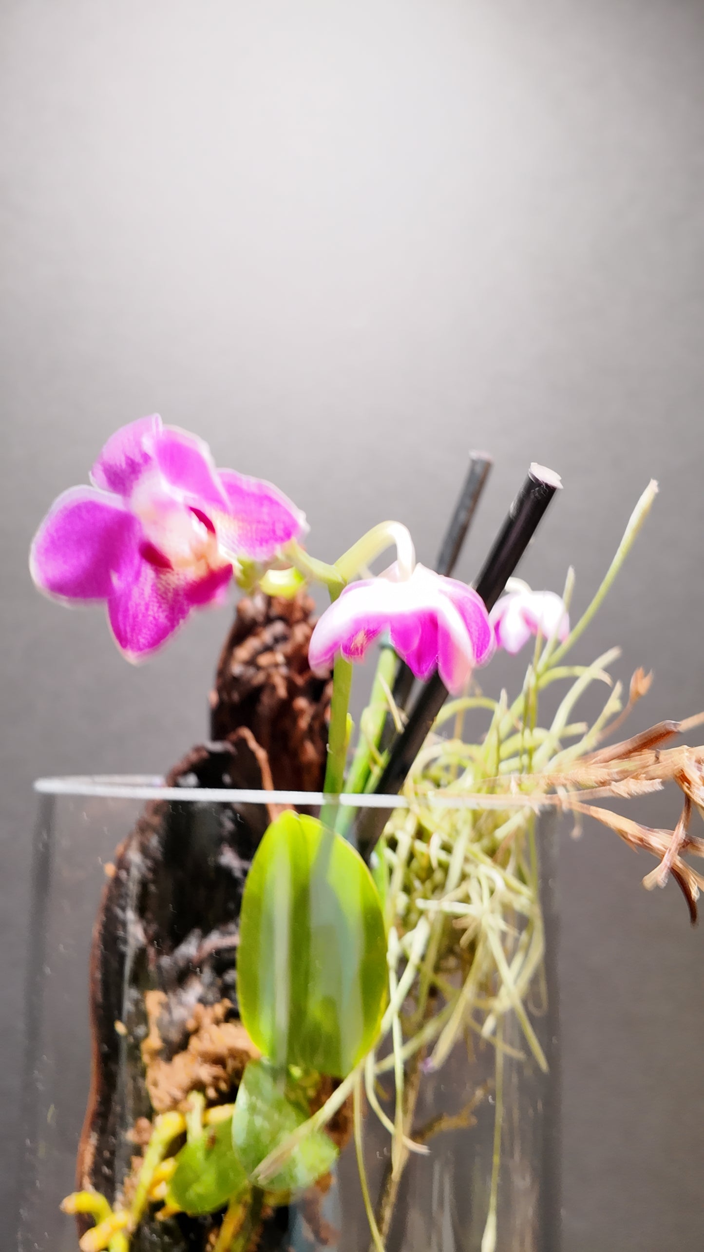 Terrarium #21