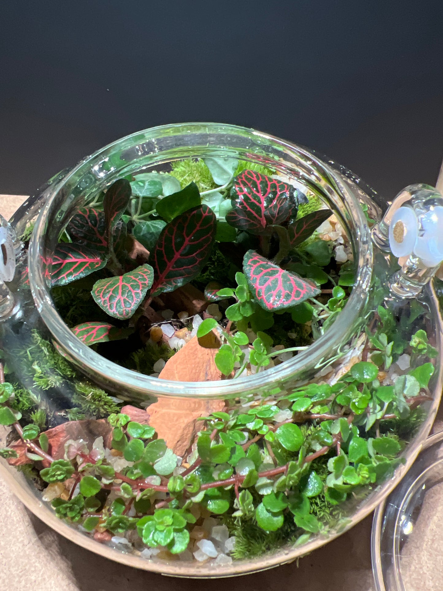 Terrarium 504