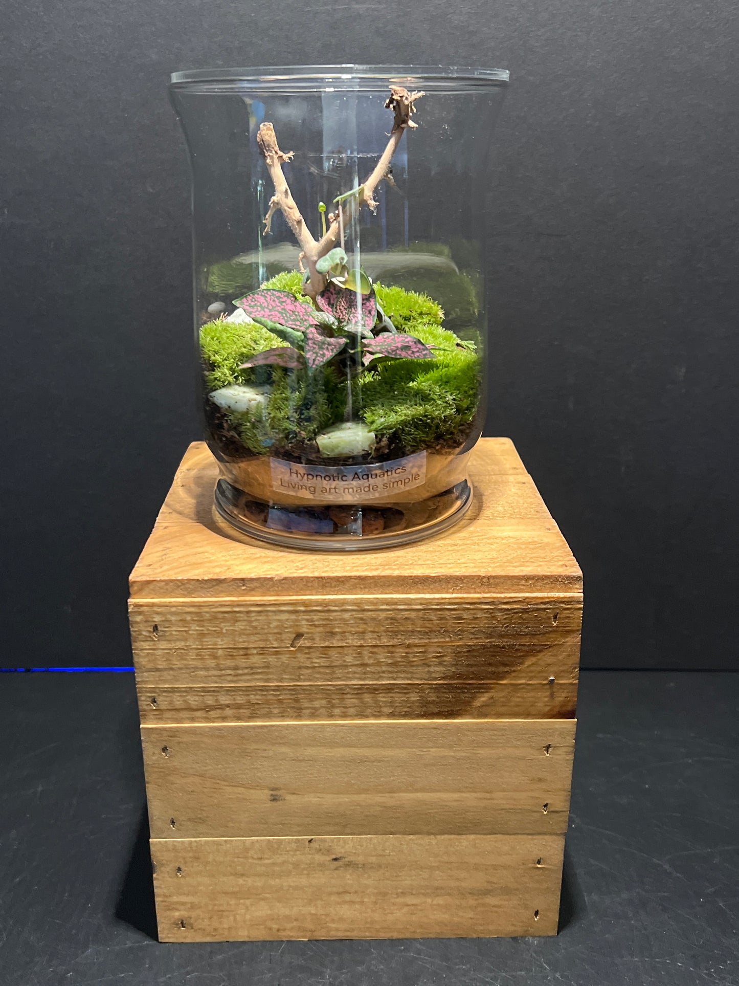 Terrarium #116