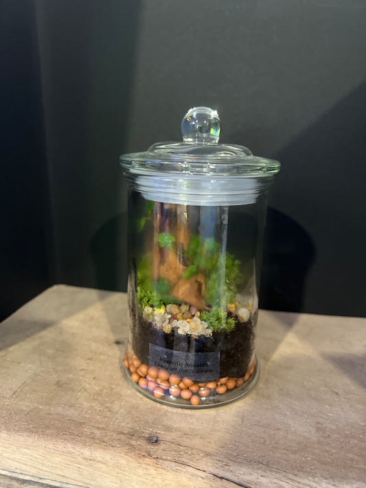 Terrarium 478