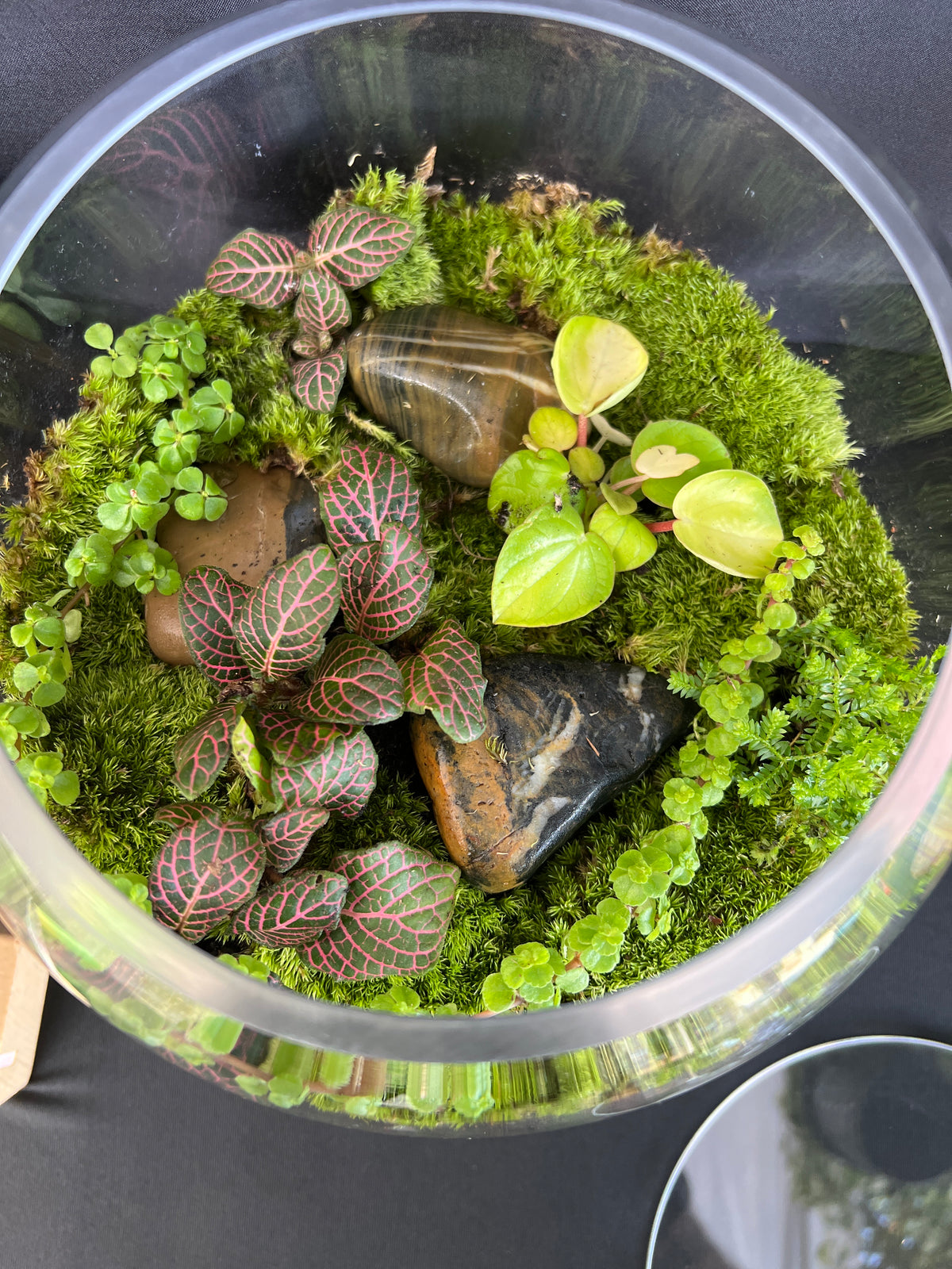 Terrarium 936