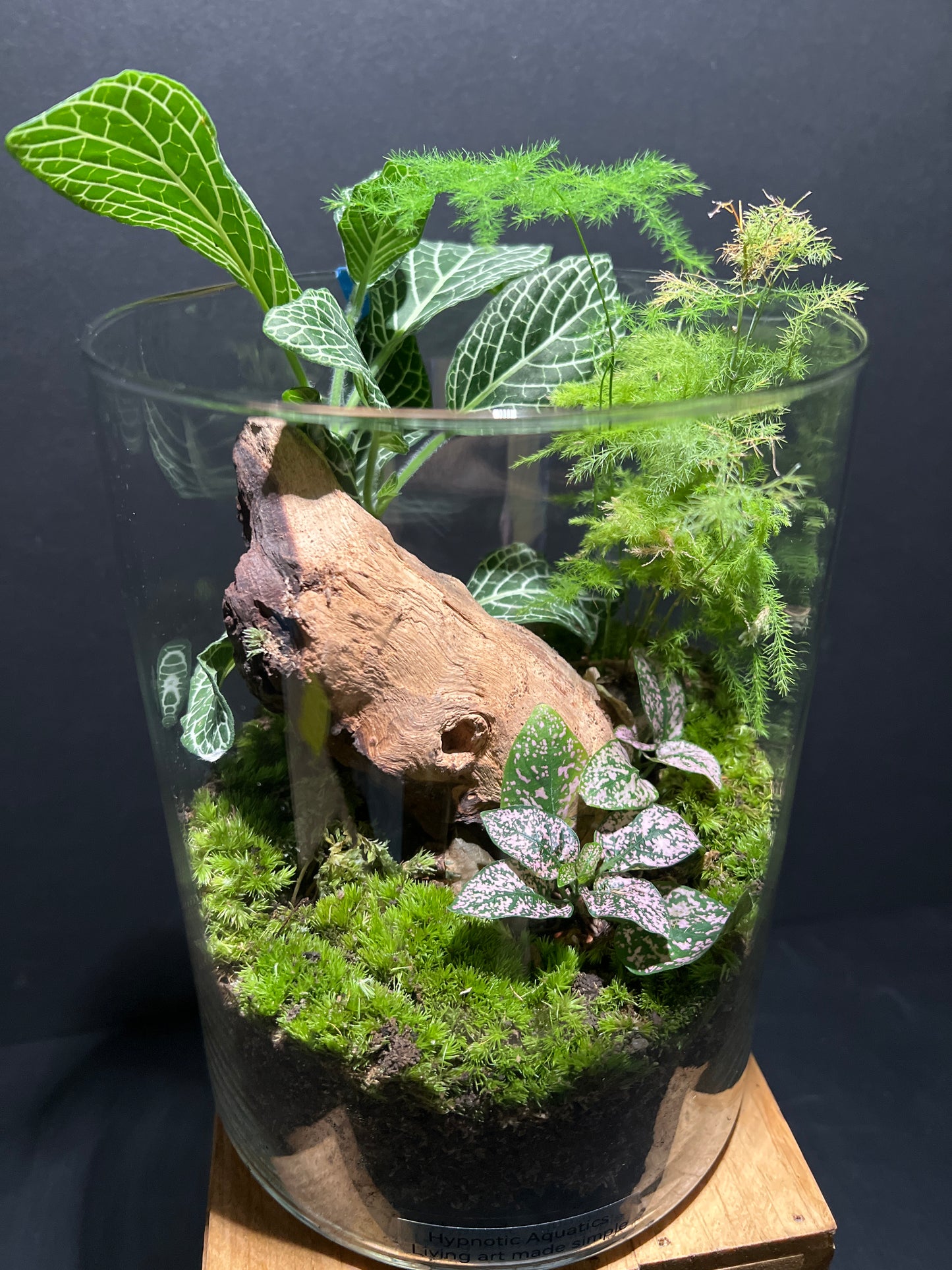 Terrarium #64