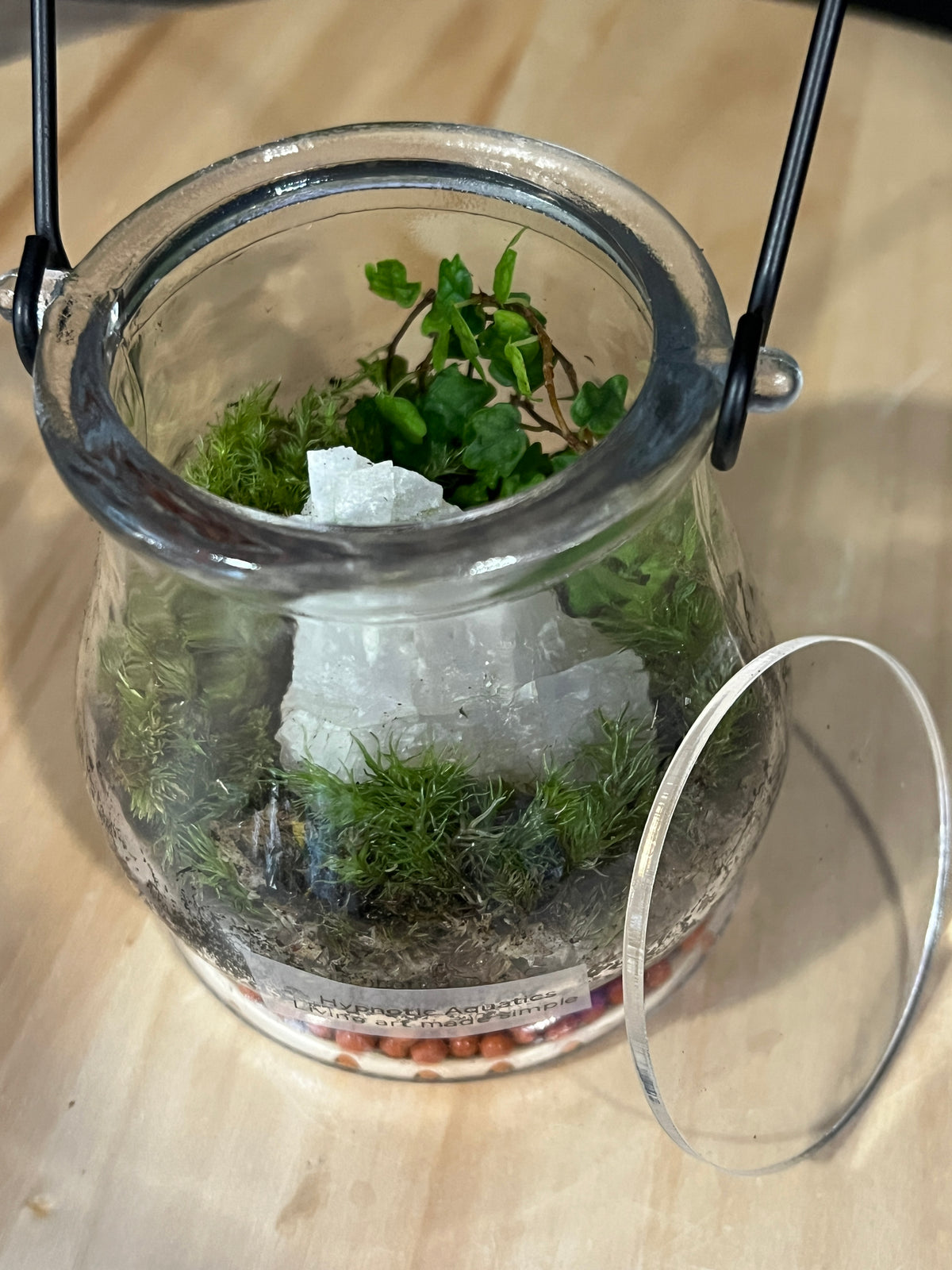 Terrarium 983