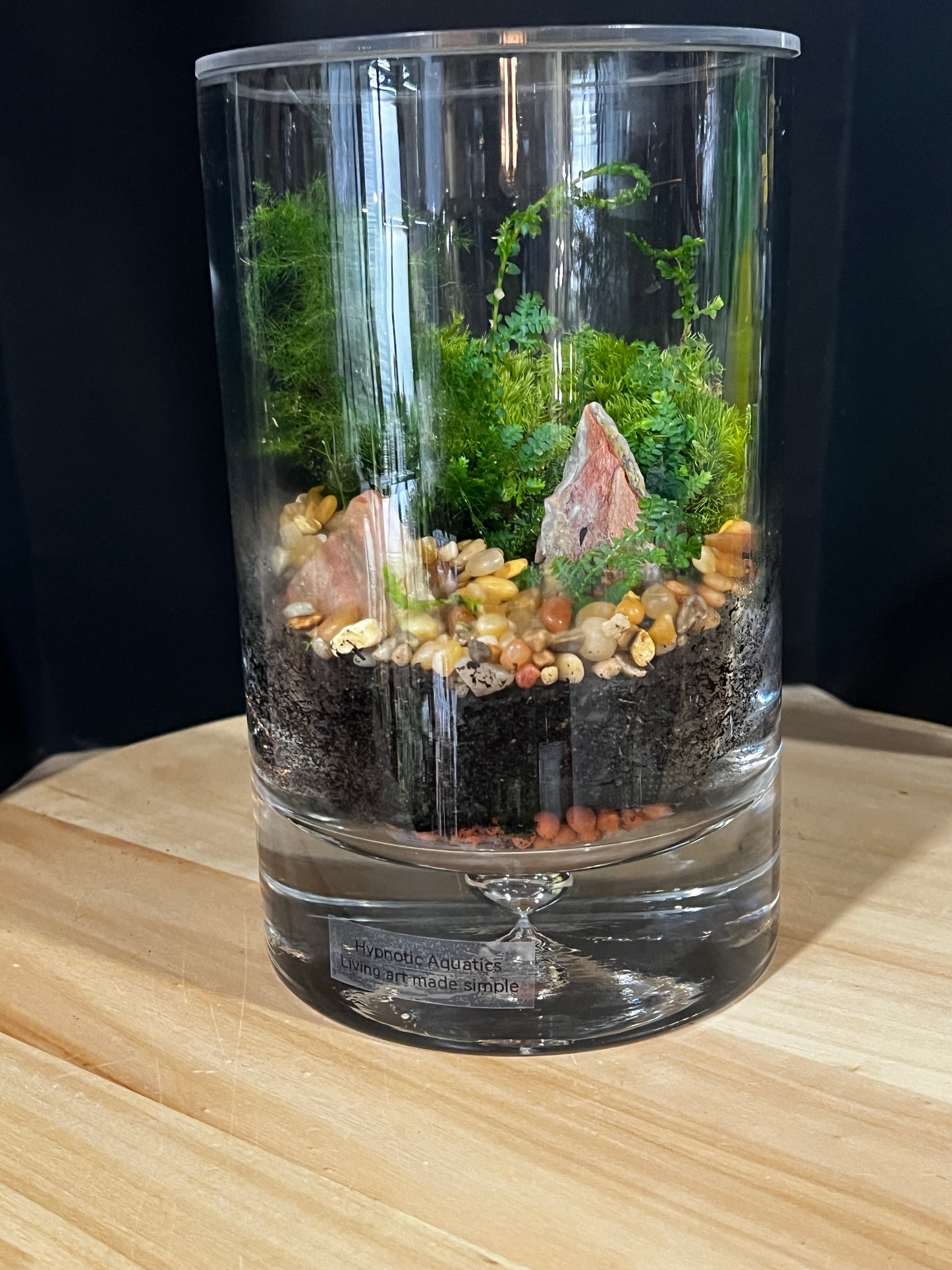 Terrarium 909