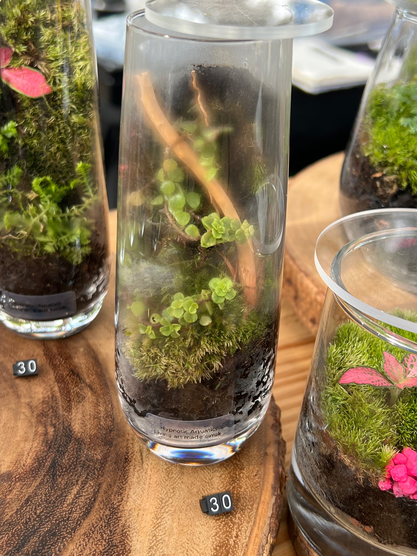 Terrarium 864