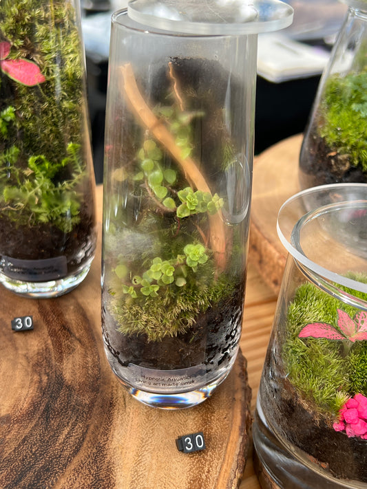 Terrarium 864