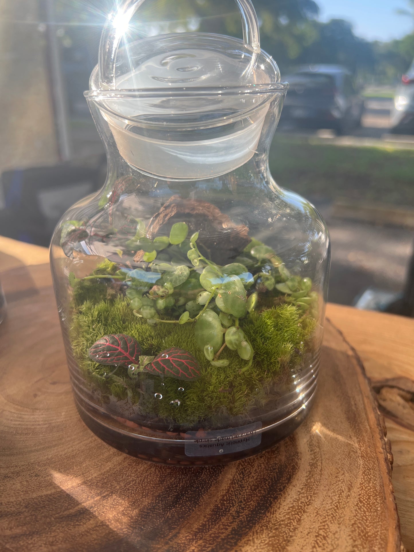 Terrarium 928