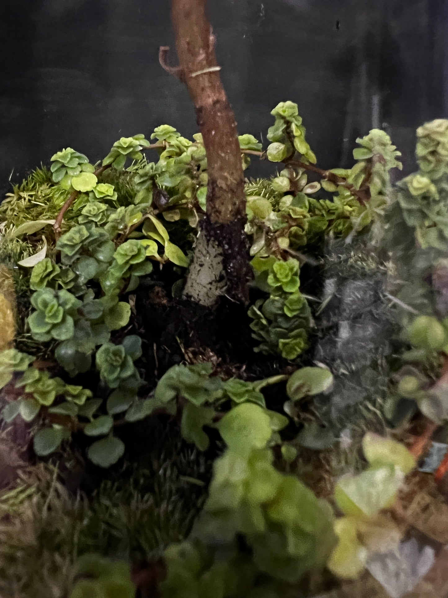 Terrarium 822