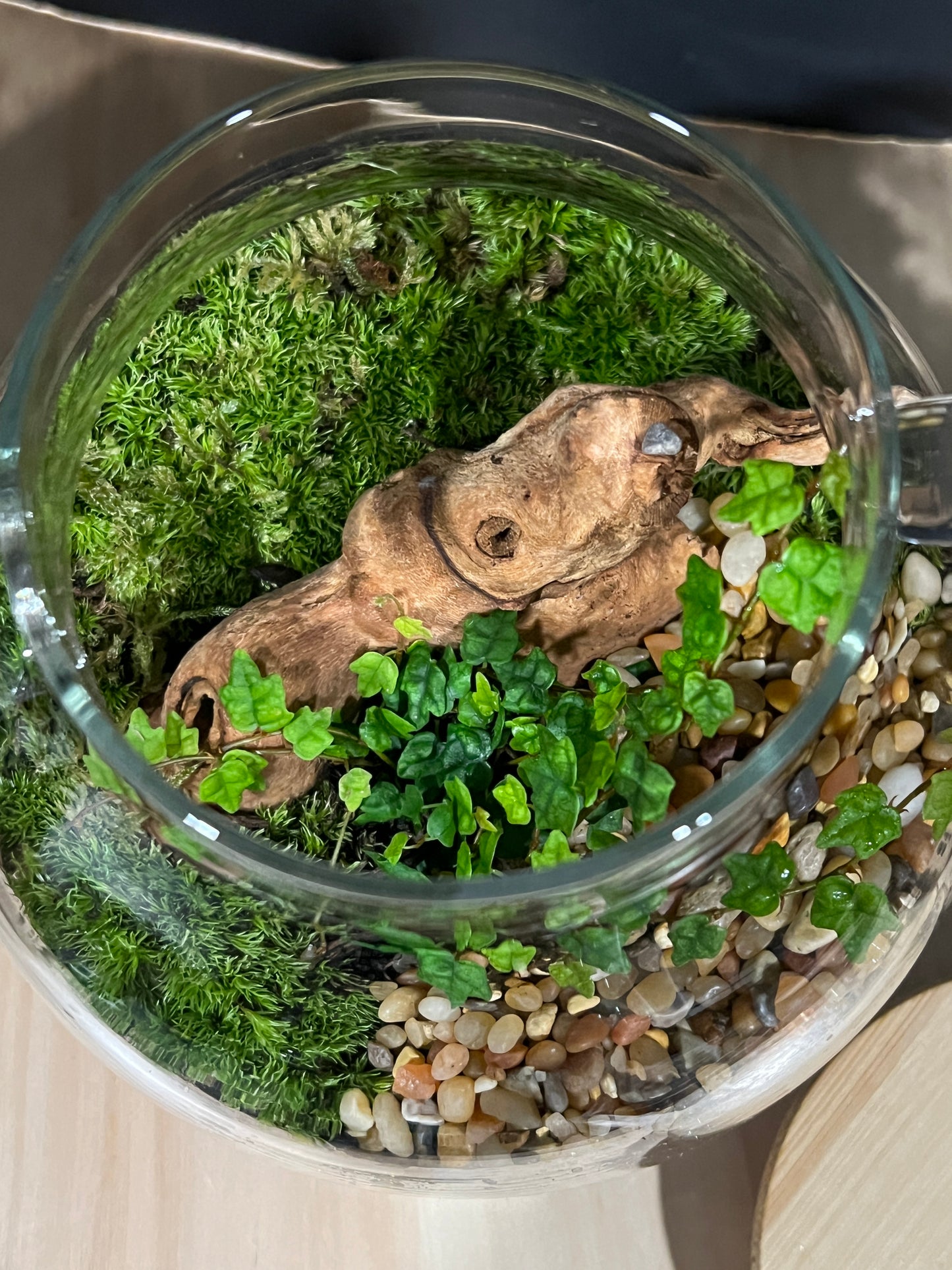 Terrarium 803