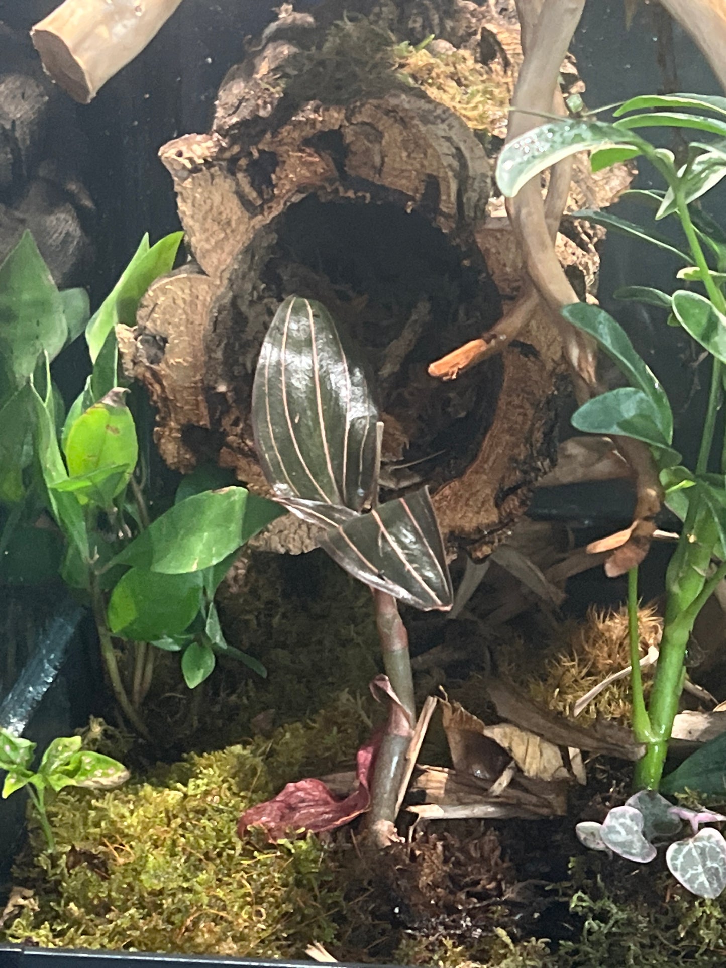 Terrarium 295 Habitat