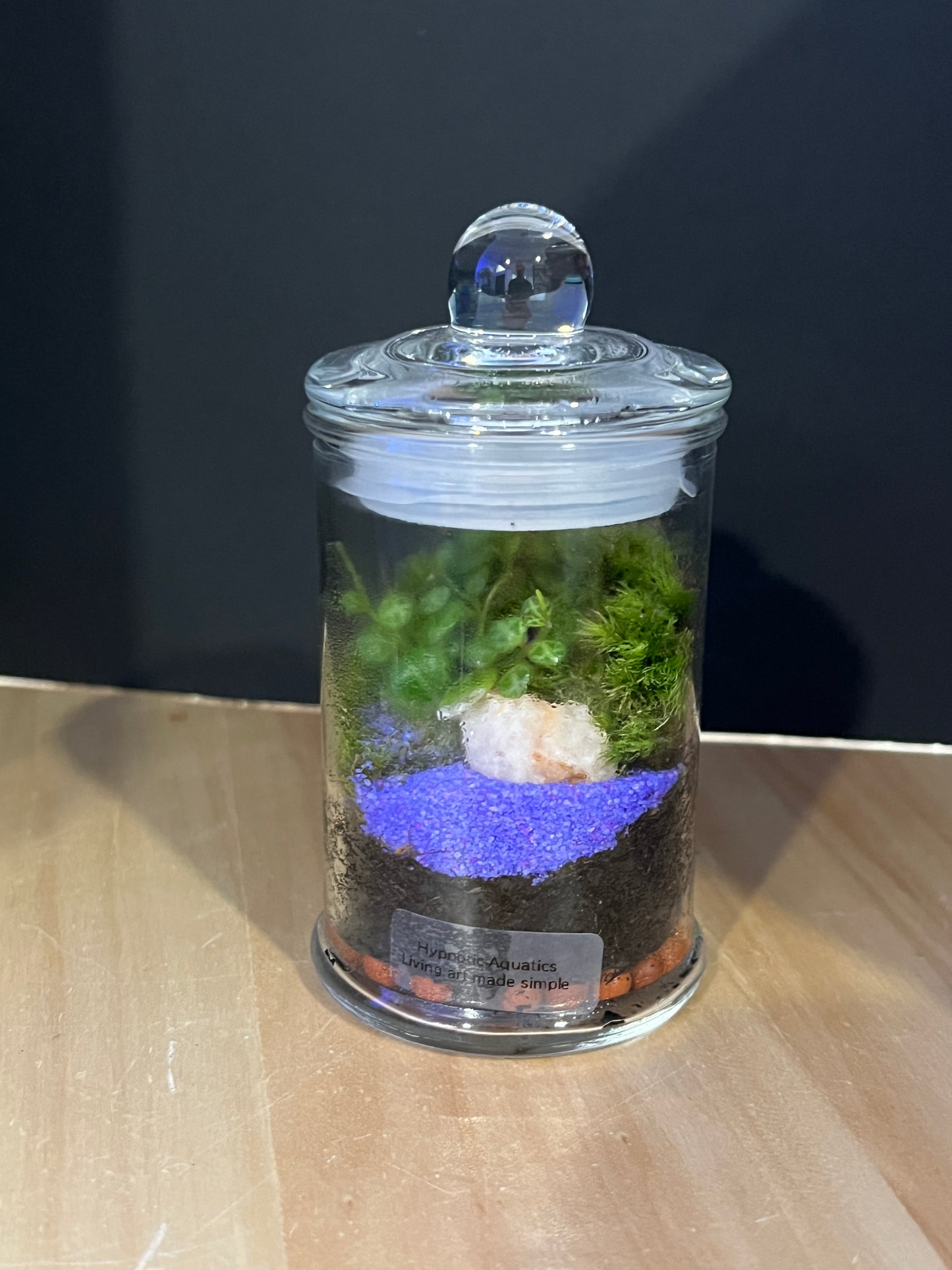 Terrarium 818