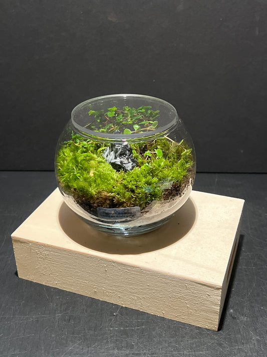 Terrarium 247